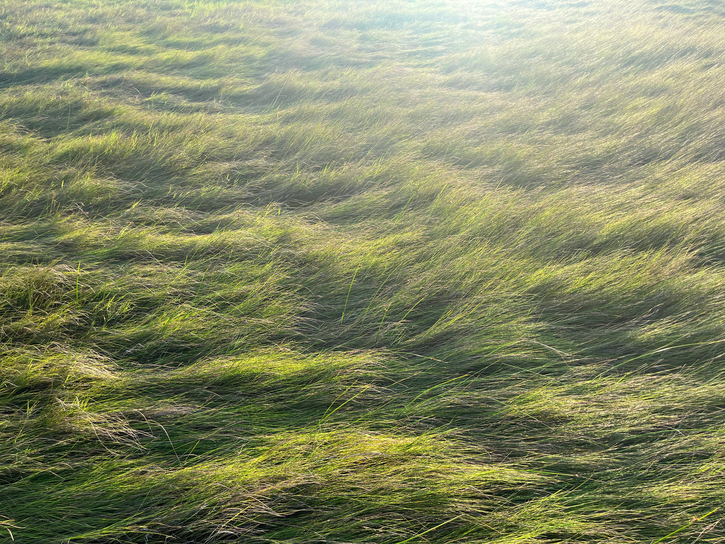 Little Golden Shields